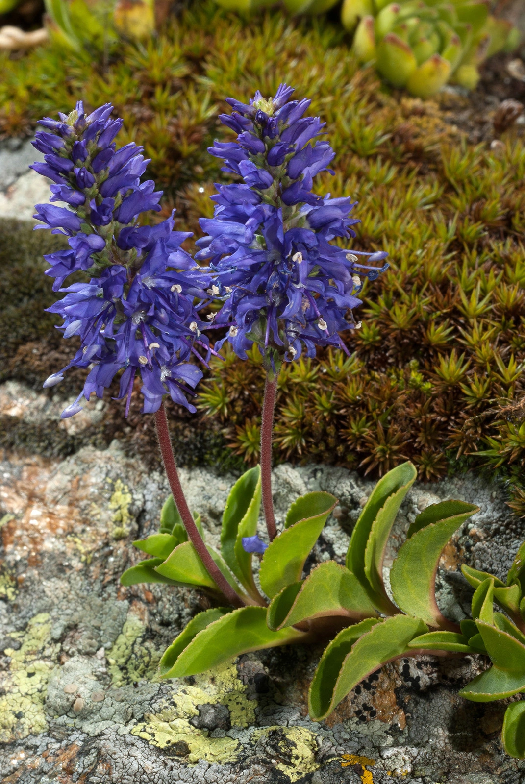 Photo Maurizio Broglio - Veronica allionii